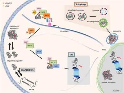 The Role of the Heat Shock Protein B8 (HSPB8) in Motoneuron Diseases